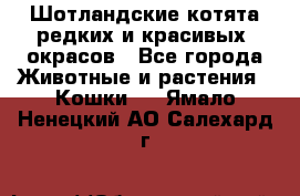 Шотландские котята редких и красивых  окрасов - Все города Животные и растения » Кошки   . Ямало-Ненецкий АО,Салехард г.